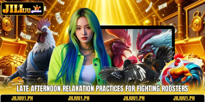 Late afternoon relaxation practices for fighting roosters